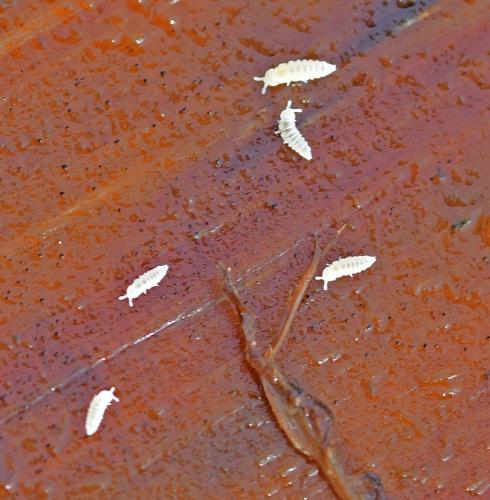 Kalaphorura burmeisteri